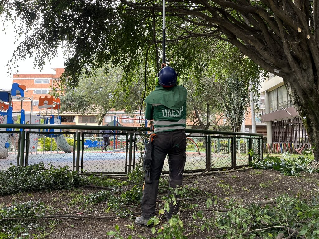 Poda de árboles Bogotá, Suba